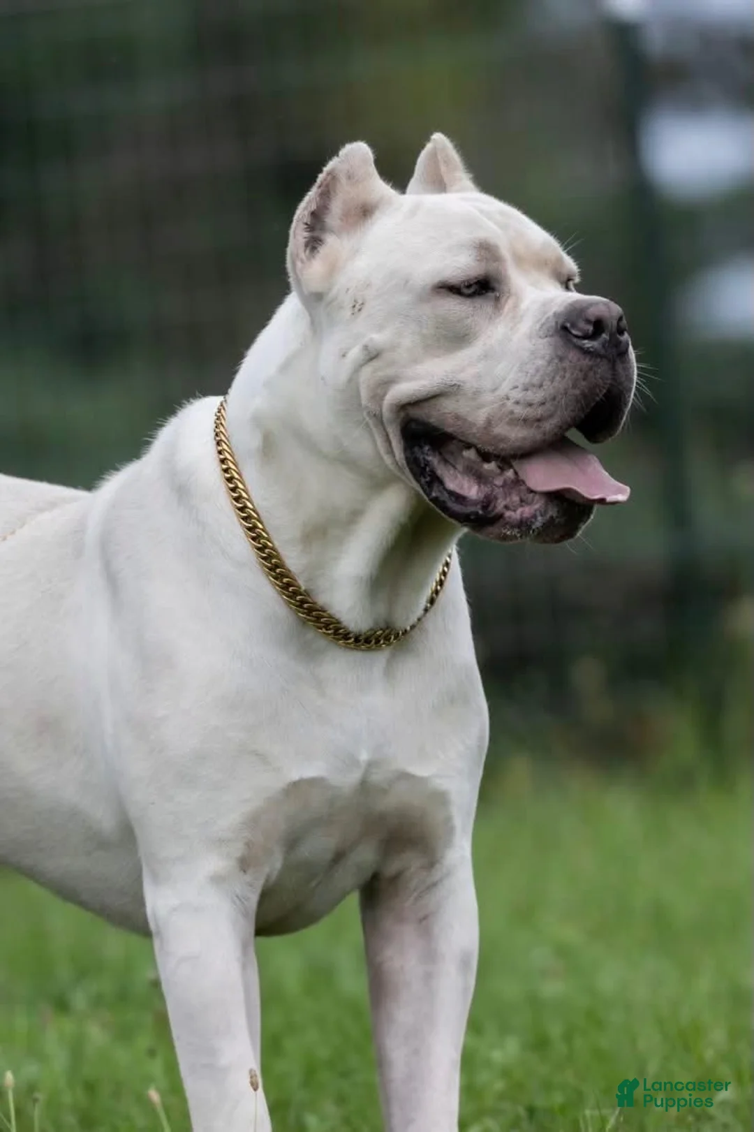 Cane Corso dogs for sale: Midnight Groove’s Kiss Of Life- Sade - Ad 7