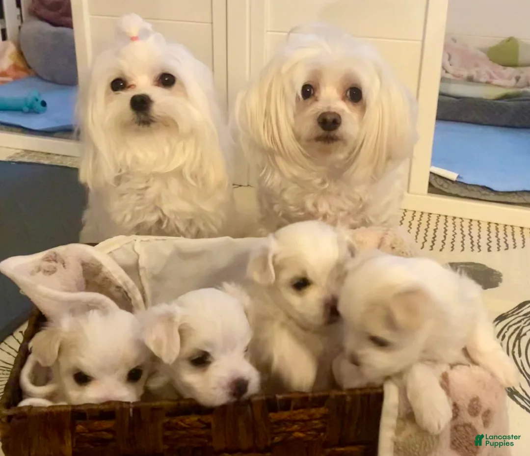 Maltese dogs for sale: Maltese Puppy 3 - Ad 2