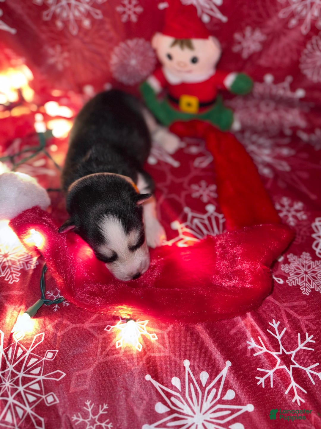 Siberian Husky dogs for sale: ORANGE - Ad 6