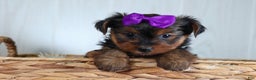 Yorkshire Terrier dogs for sale: CALLIE - Ad 6