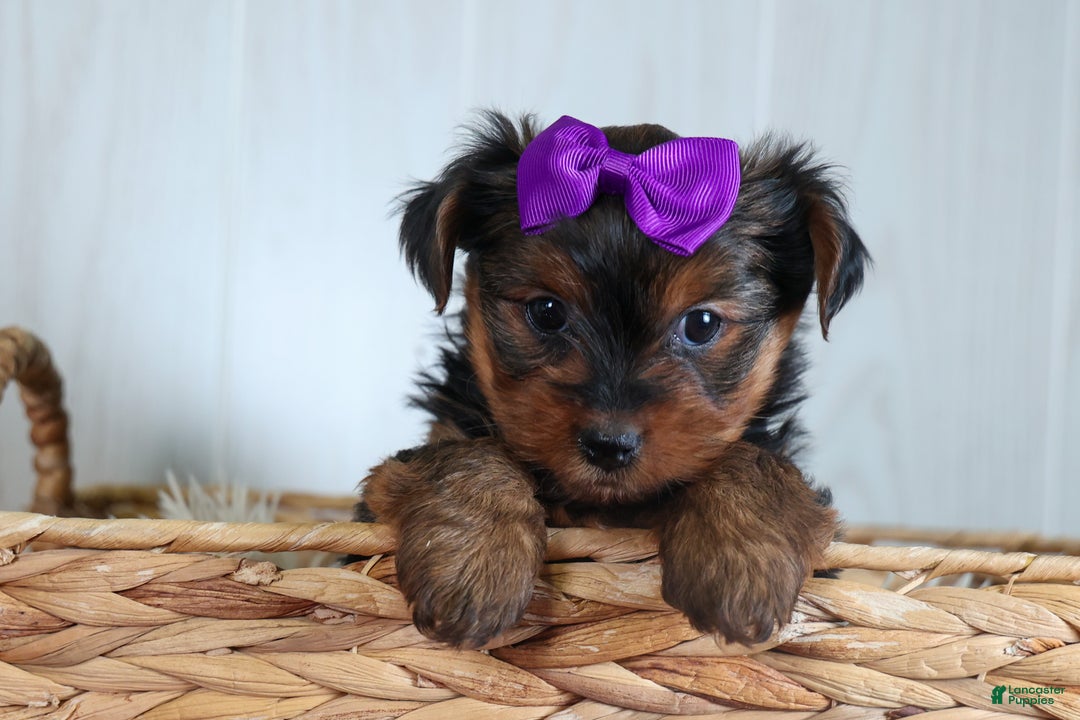 Yorkshire Terrier dogs for sale: CALLIE - Ad 6