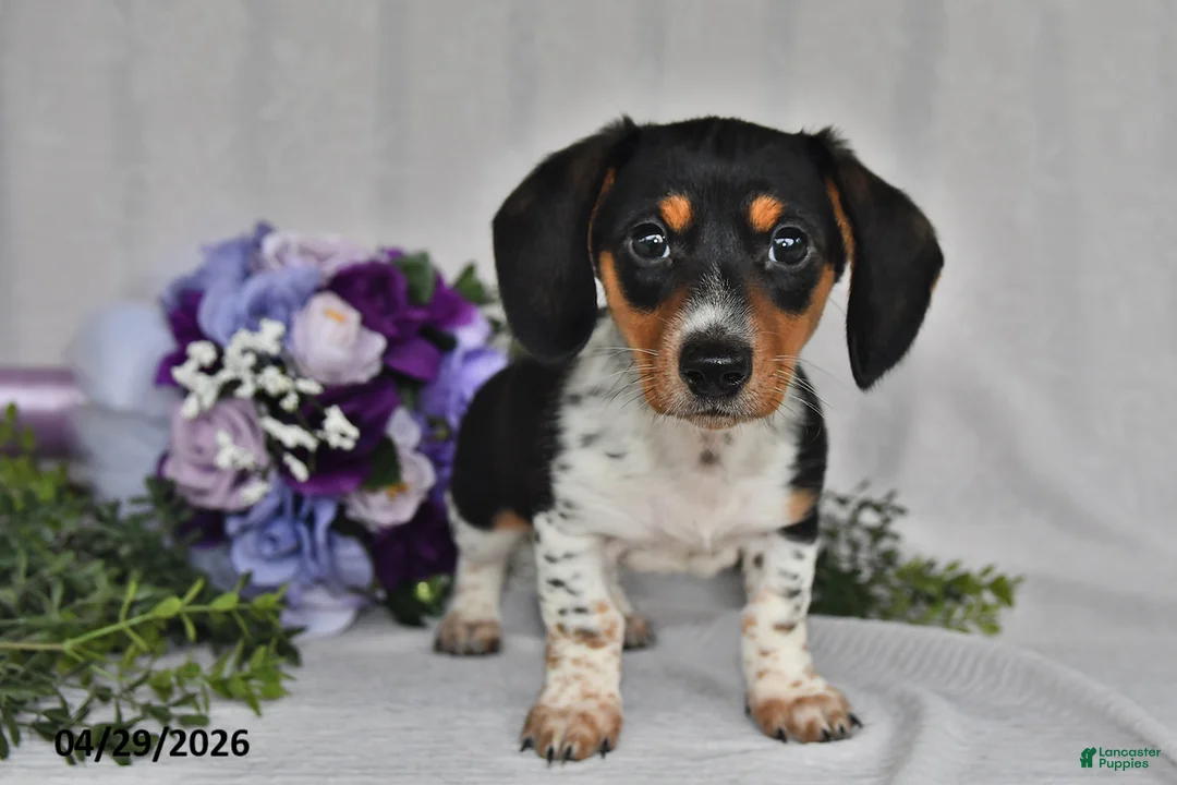 Miniature Dachshund dogs for sale: King - Ad 2