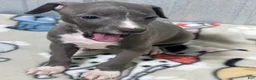 Italian Greyhound dogs for sale: Bondo - Ad 4