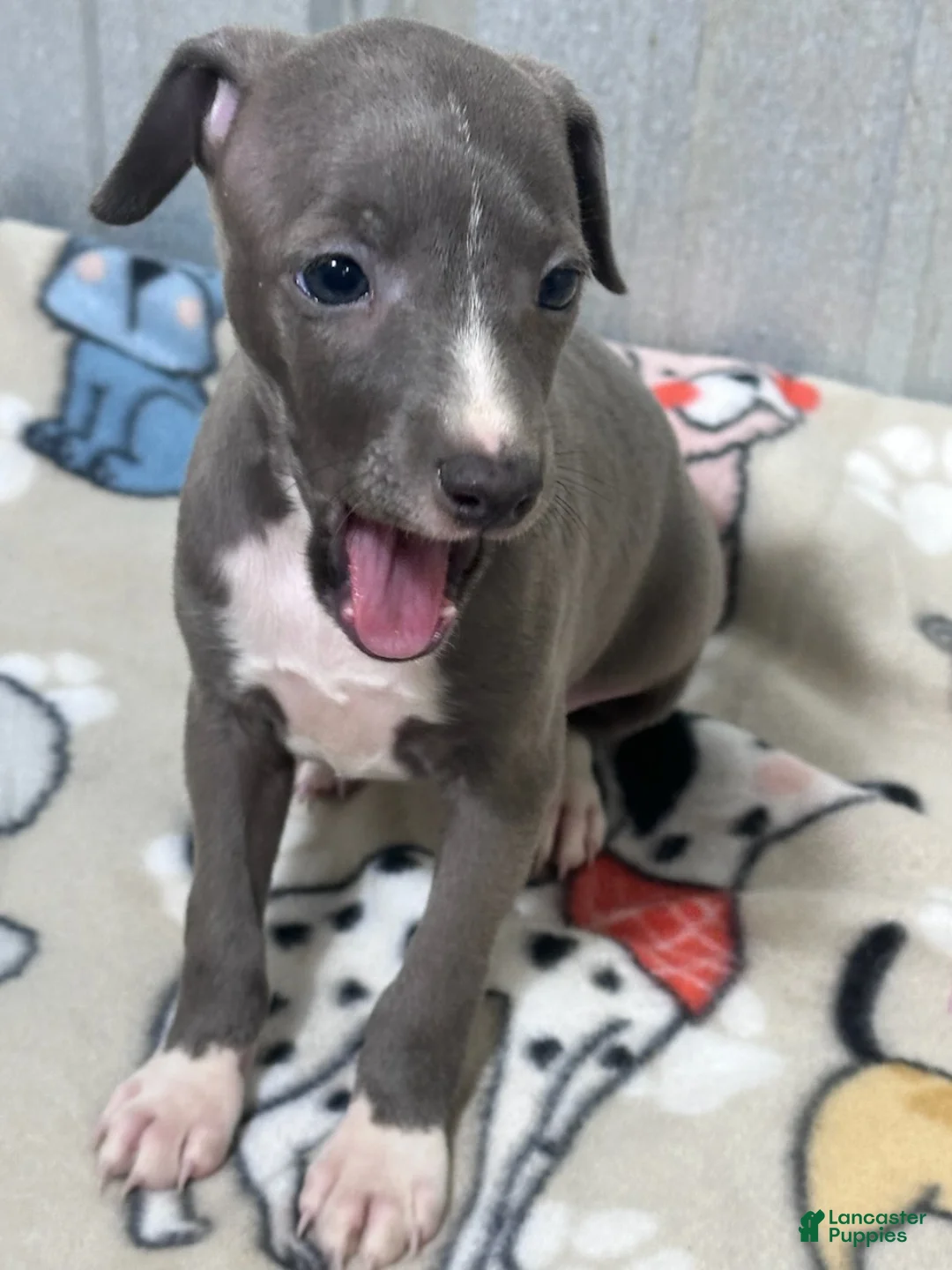 Italian Greyhound dogs for sale: Bondo - Ad 4