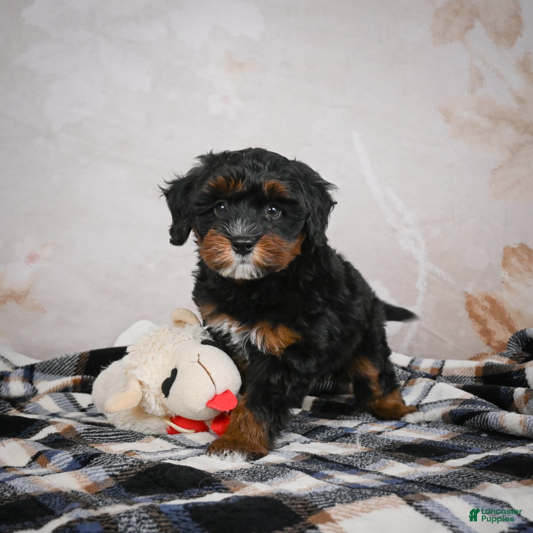 Bernedoodle dogs for sale: Kobe - Ad 8