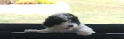 Miniature Poodle dogs for sale: Miniature Poodle Puppy 7 Andy - Ad 16