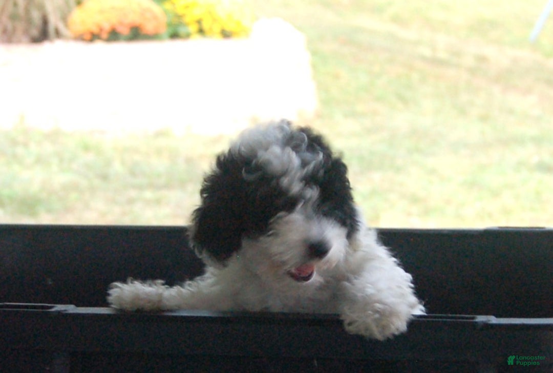 Miniature Poodle dogs for sale: Miniature Poodle Puppy 7 Andy - Ad 16
