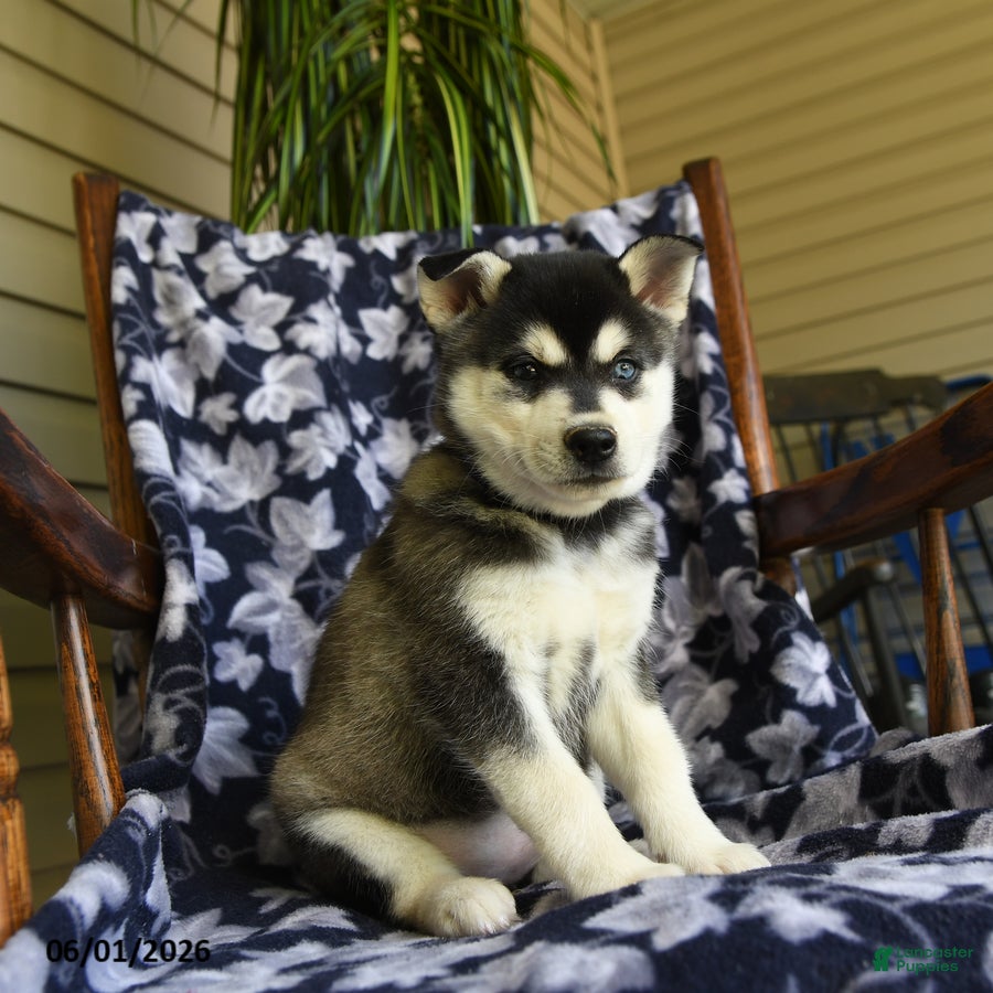 Alaskan Klee Kai dogs Marlene - Ad 1