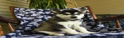 Alaskan Klee Kai dogs for sale: Marlene - Ad 1