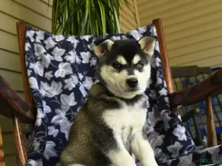 Alaskan Klee Kai dogs for sale: Marlene - Ad 1