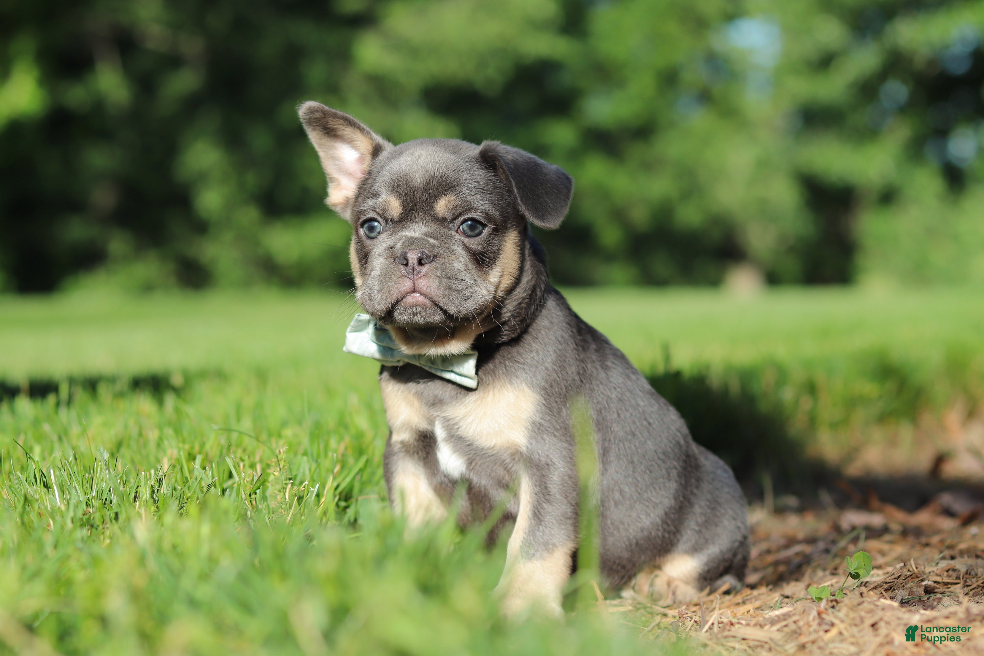 French Bulldog dogs for sale: Mason - Ad 8