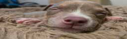 American Bully dogs for sale: American Bully 4 - Ad 3