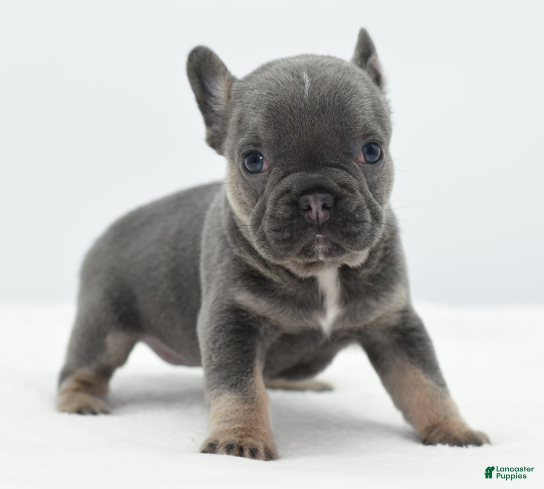 Mixed Breed dogs for sale: Queen lilac tricolor  - Ad 32