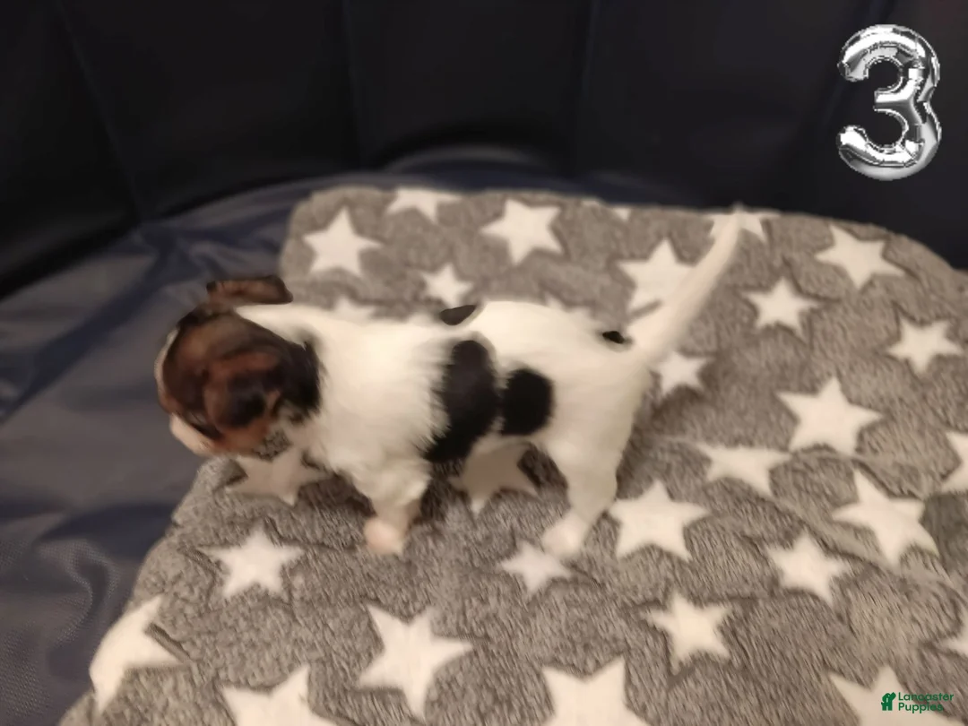 Mixed Breed dogs for sale: Ruby - Ad 2