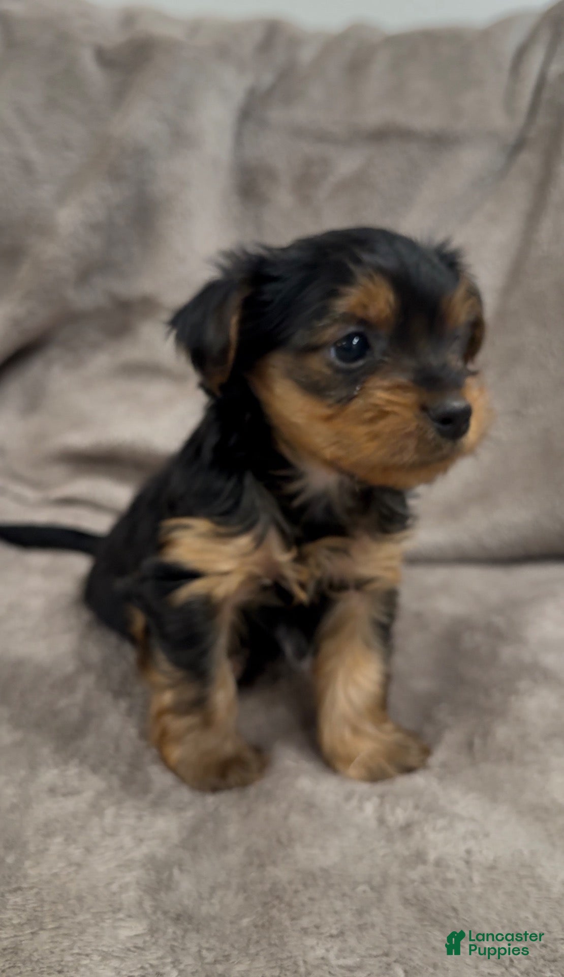 Yorkshire Terrier dogs Jolyne - Ad 2