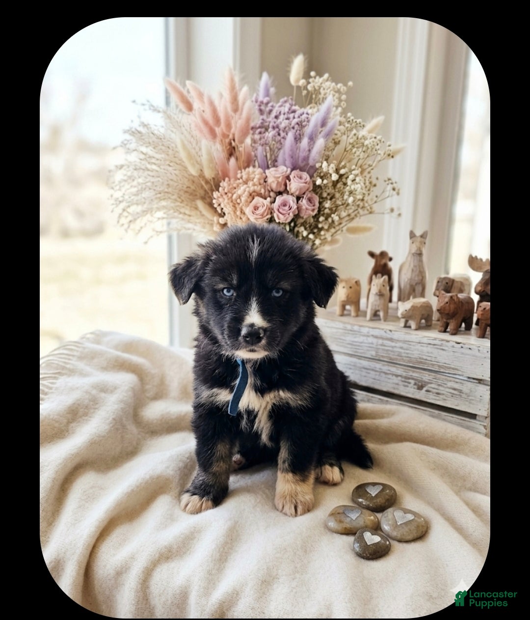 Goberian dogs BREEZE - Ad 16