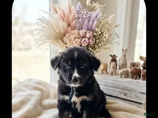 Goberian dogs BREEZE - Ad 1