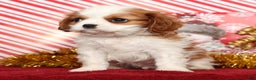 Cavalier King Charles Spaniel dogs for sale: Bingo - Ad 6
