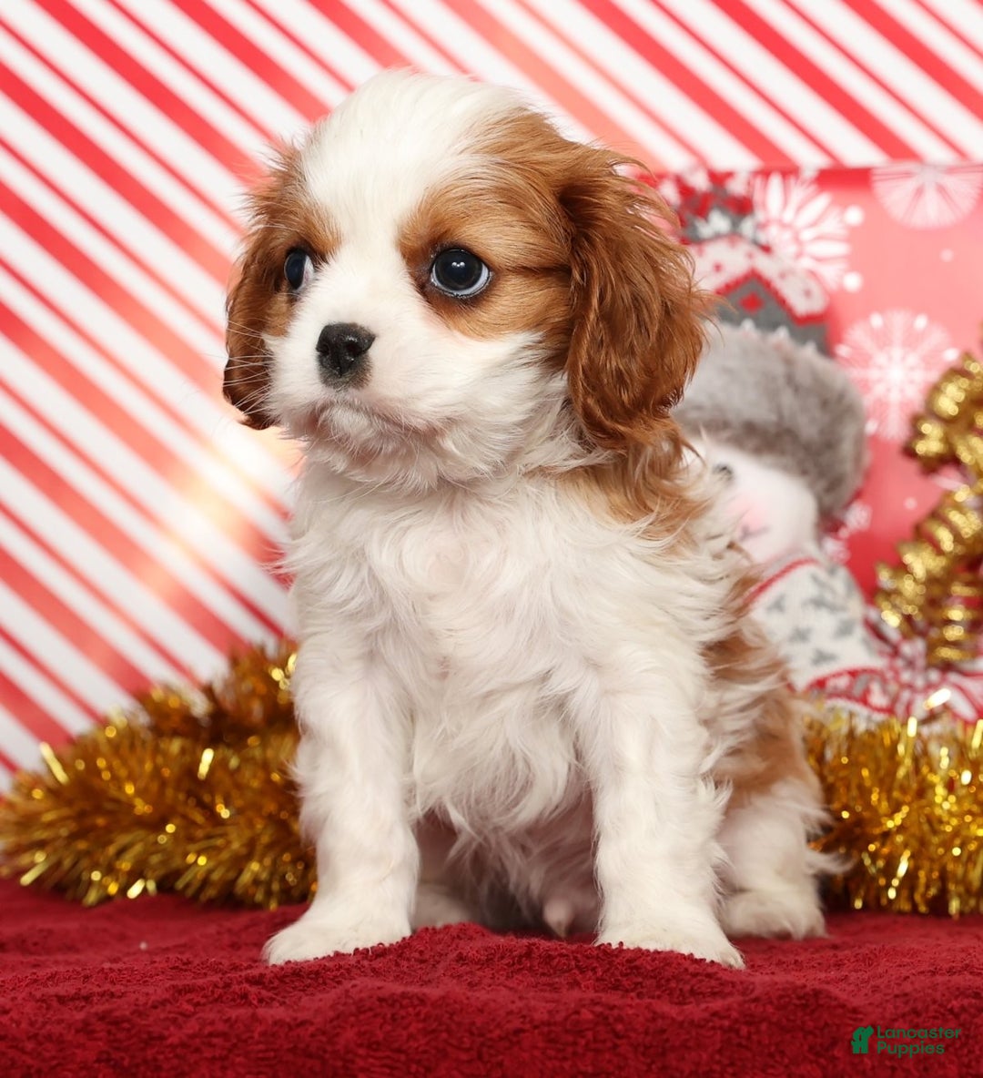 Cavalier King Charles Spaniel dogs for sale: Bingo - Ad 6
