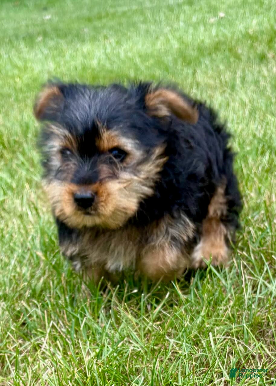 Yorkshire Terrier dogs Yorkshire Terrier 1 - Ad 1