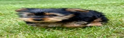 Yorkshire Terrier dogs for sale: Yorkshire Terrier 1 - Ad 1