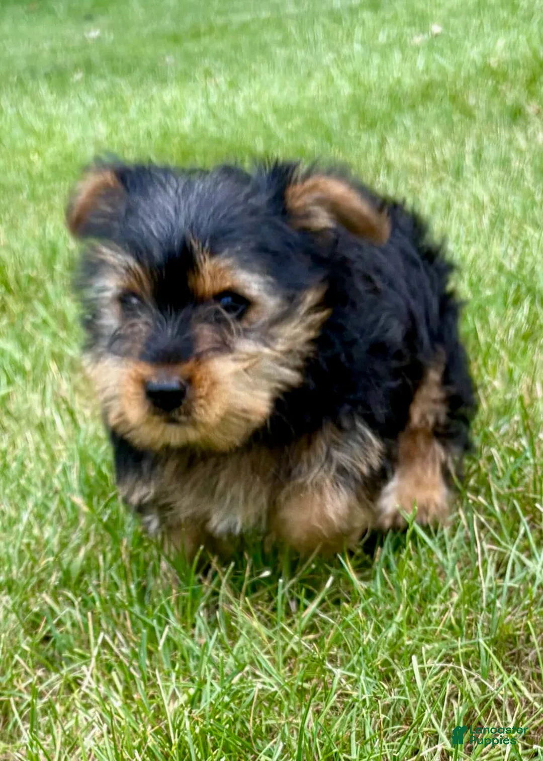 Yorkshire Terrier dogs for sale: Yorkshire Terrier 1 - Ad 1