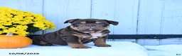 English Bulldog dogs for sale: Chaz - Ad 1