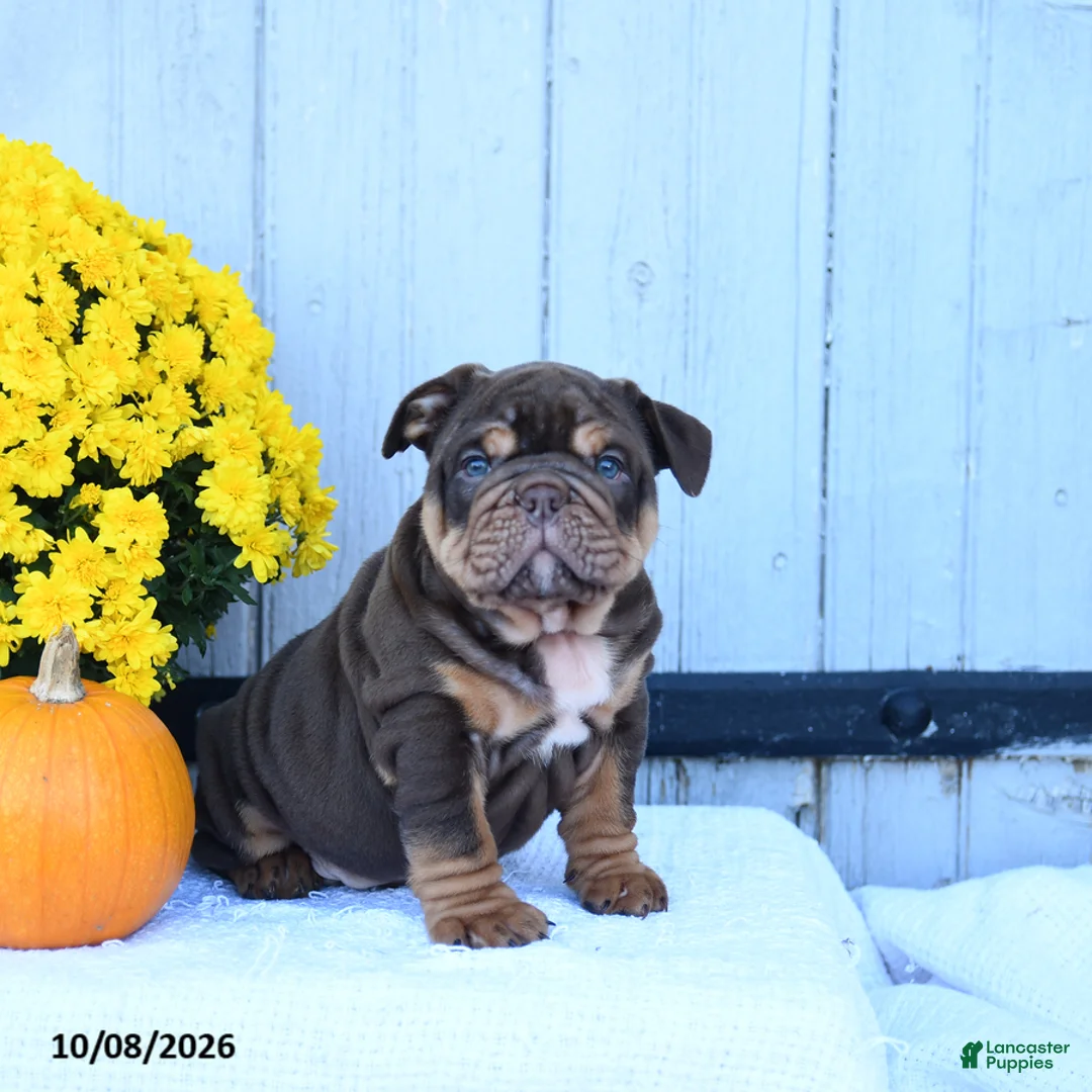 English Bulldog dogs for sale: Chaz - Ad 1