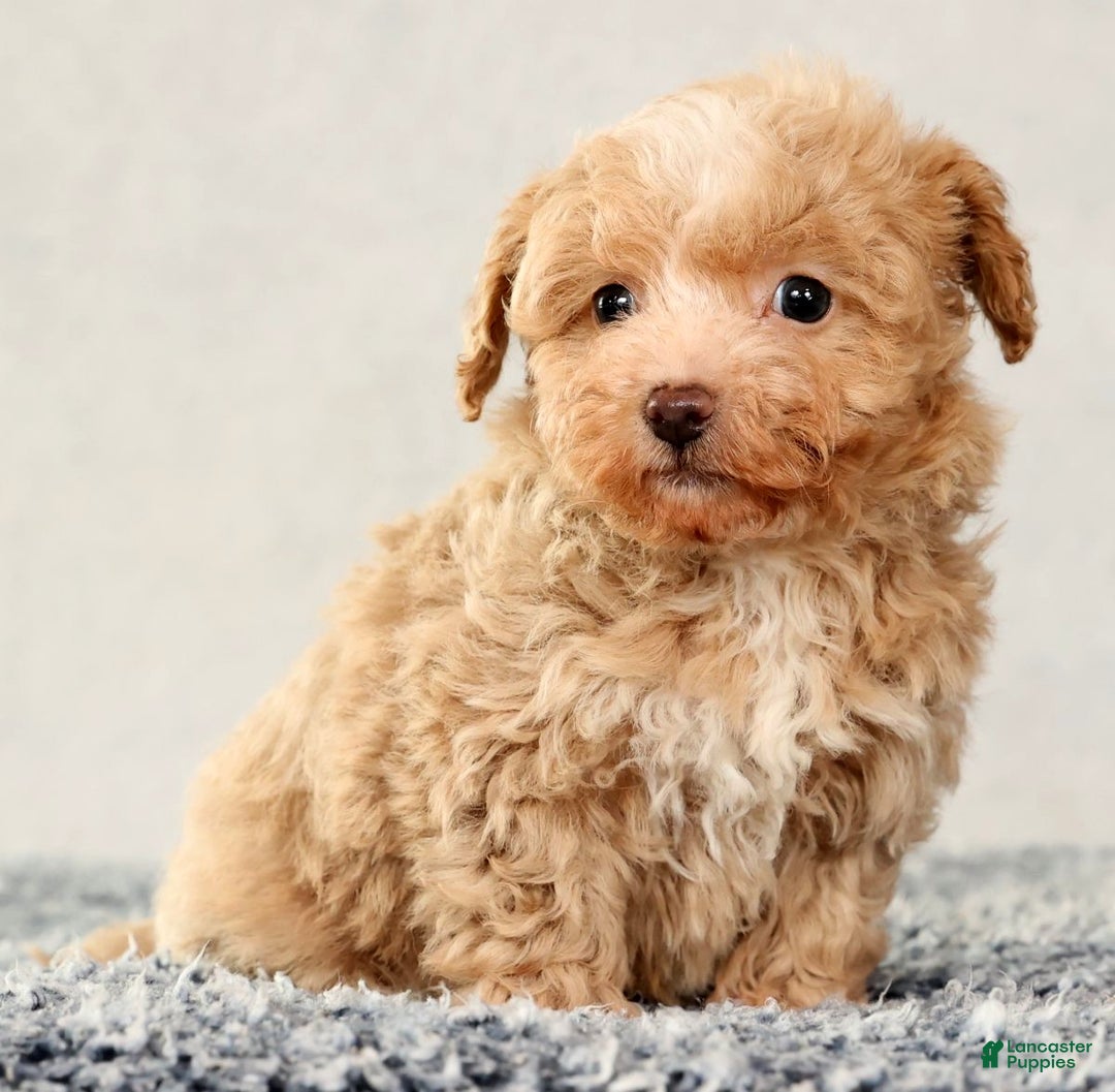 Havapoo dogs for sale: Tommy - Ad 9