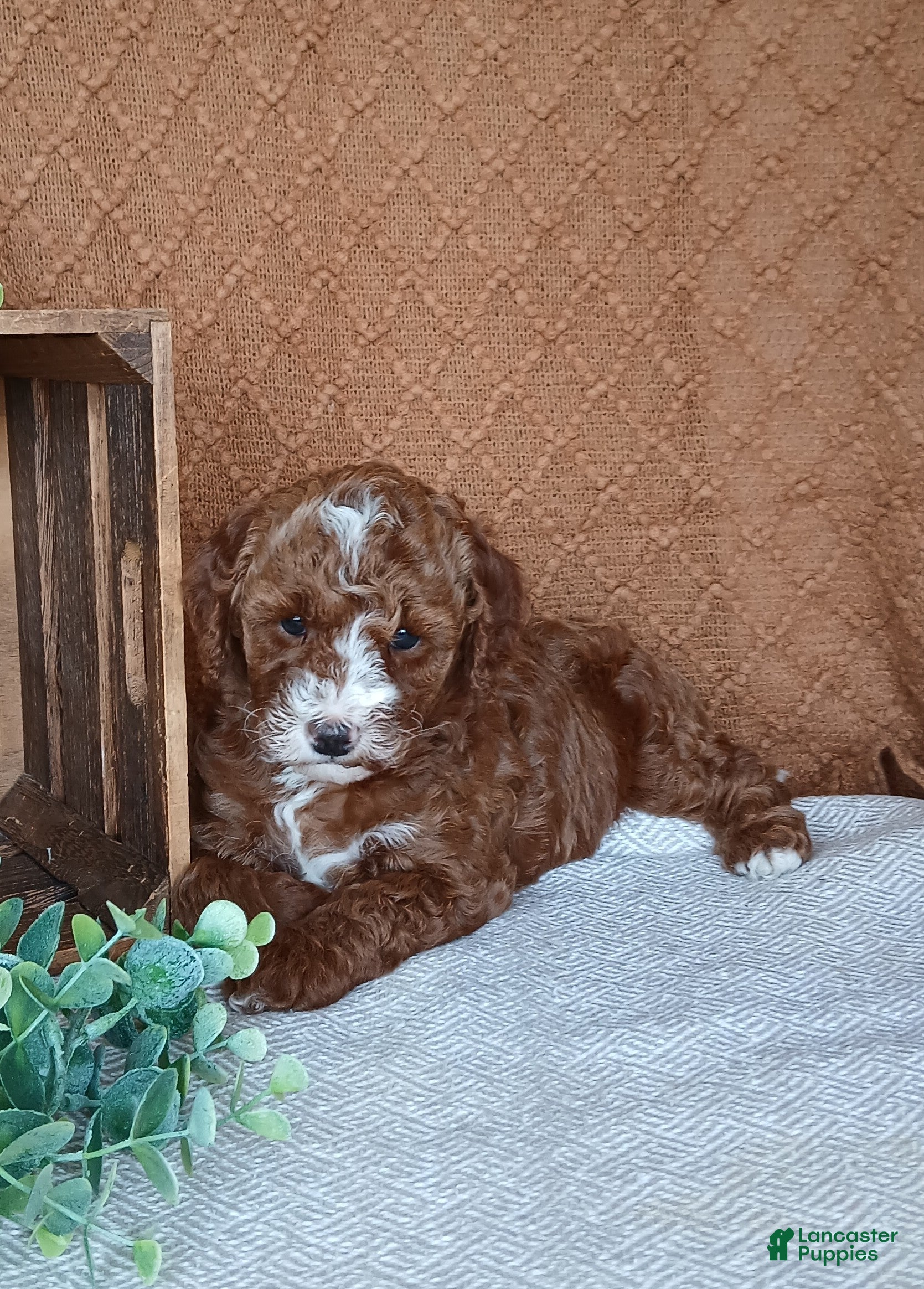 Cavapoo dogs Gabby - Ad 2