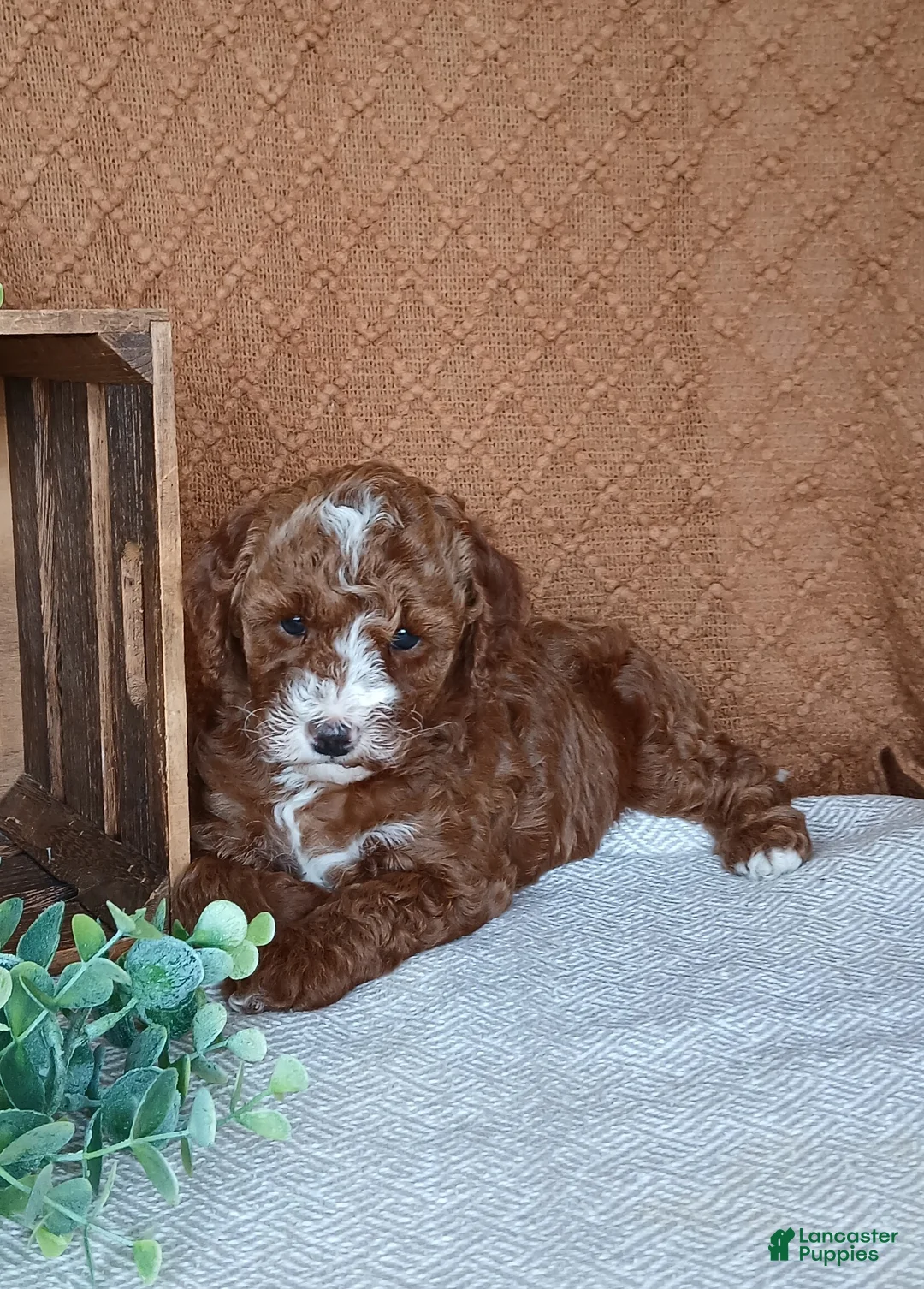 Cavapoo dogs for sale: Gabby - Ad 2
