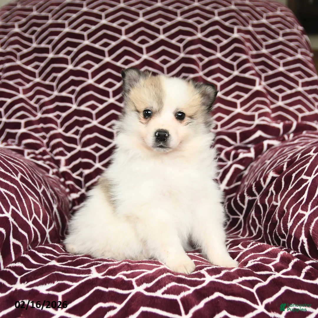 Mixed Breed dogs for sale: Leo - Ad 1