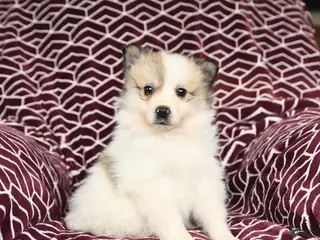 Mixed Breed dogs for sale: Leo - Ad 1