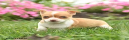 Chihuahua dogs for sale: Madame Bailey - Ad 4
