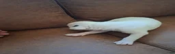 Boxer dogs for sale: Boxer 3 - Ad 3