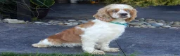 Cockapoo dogs for sale: Dolly - Ad 7