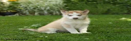 Siberian Husky dogs for sale: Harley - Ad 3