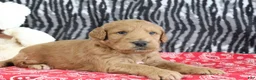 Mini Goldendoodle dogs for sale: Mason - Ad 3