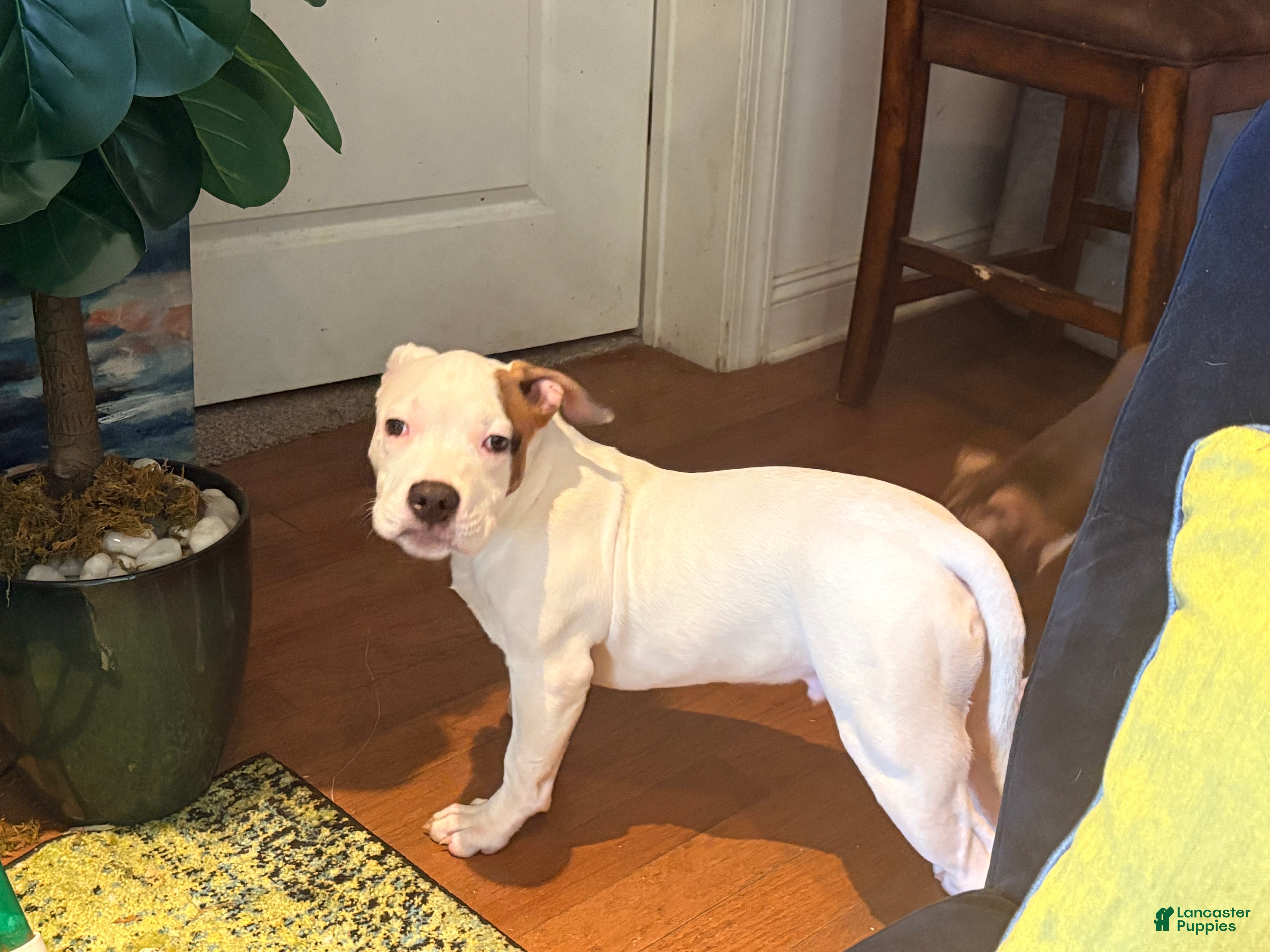 Mixed breed (Mixed breed, Male) in Perth Amboy, NJ