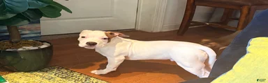 Mixed Breed 2