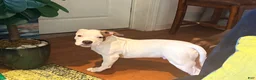 Mixed Breed dogs for sale: Mixed Breed 2 - Ad 1
