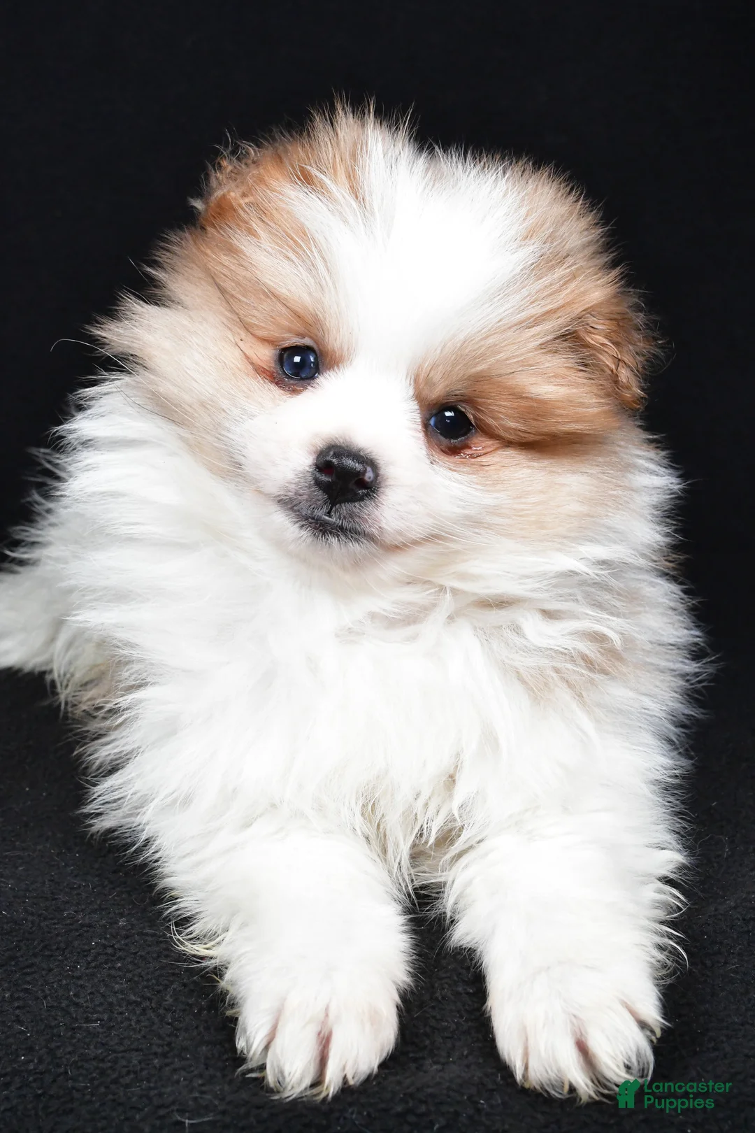 Pomeranian dogs for sale: Tripp - Ad 4