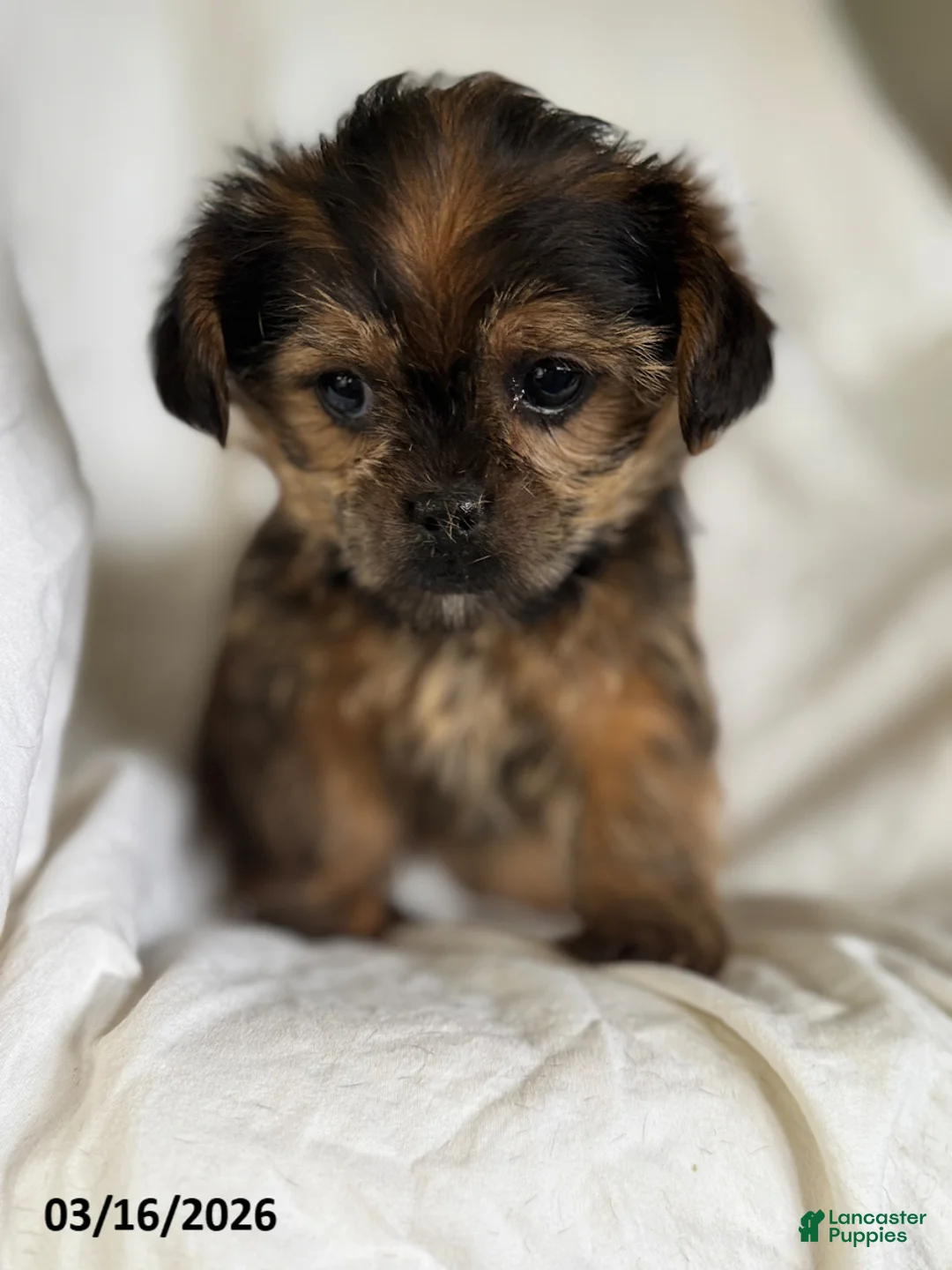 Shorkie dogs for sale: Tilly - Ad 1