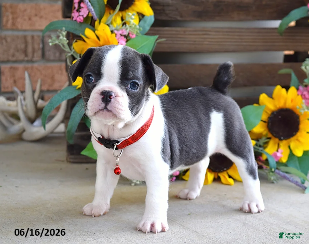 Frug dogs for sale: Jane - Ad 1