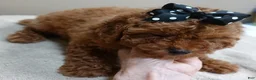 Toy Poodle dogs for sale: Deep Red - Ad 12