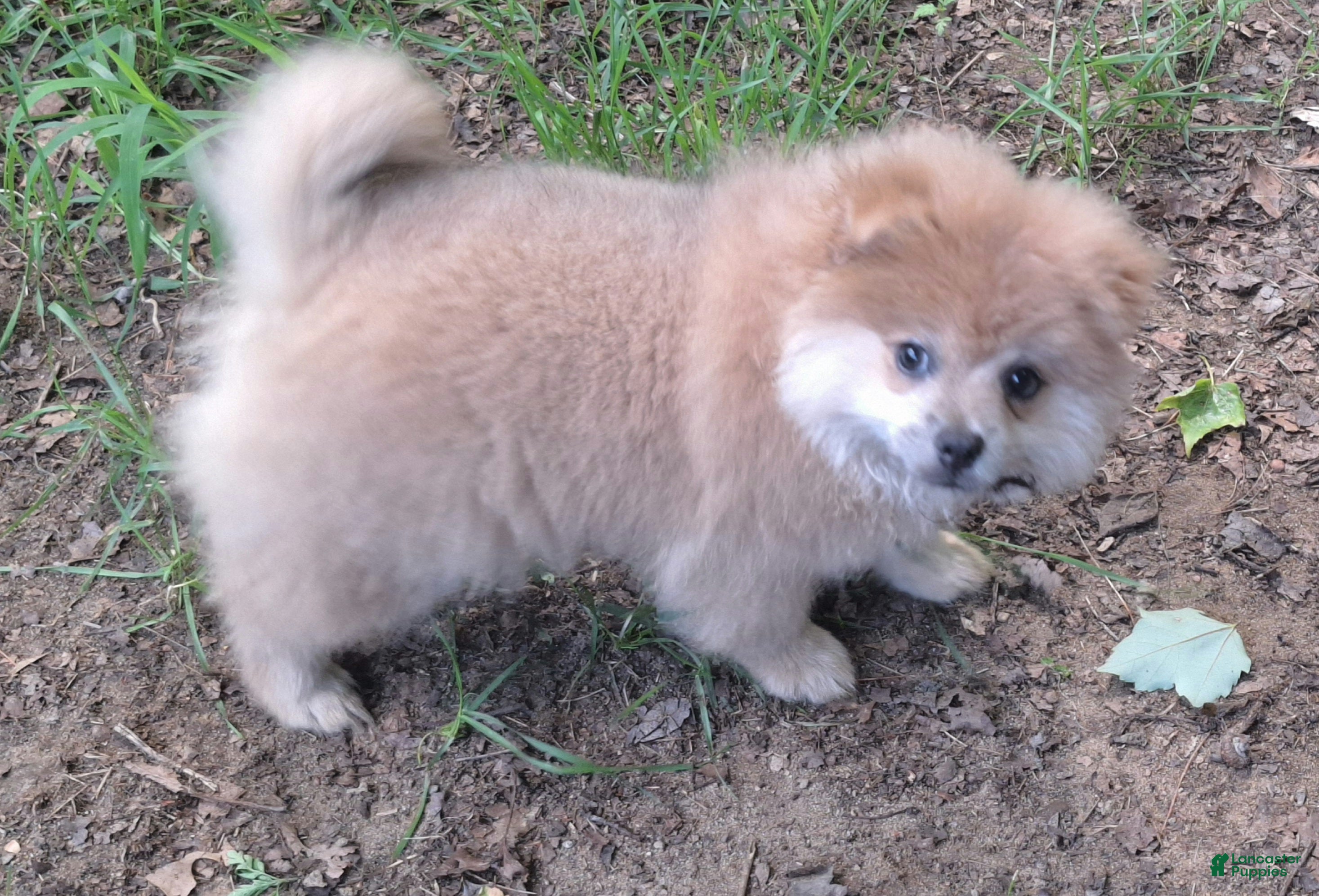 Pomeranian dogs cream sable female - Ad 1