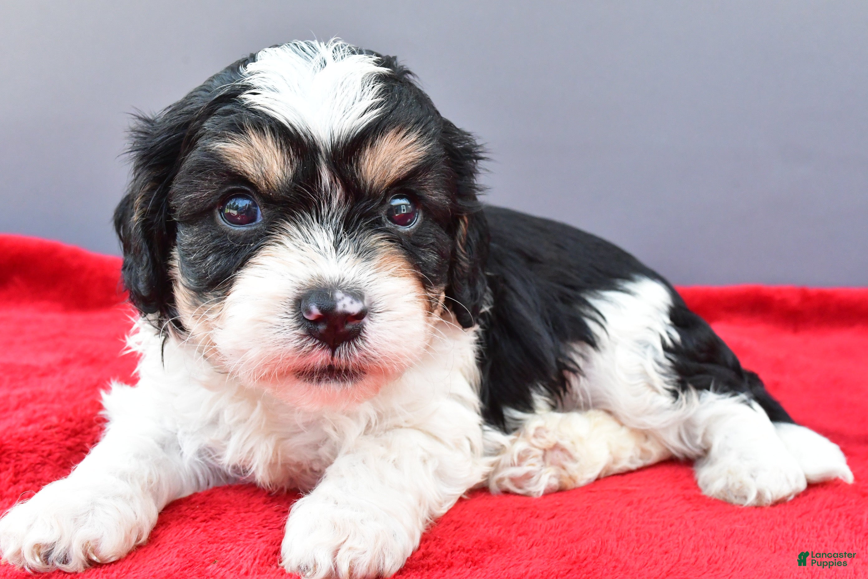 Cavapoo dogs Teddy - Ad 2