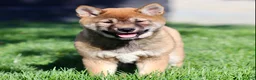 Shiba Inu dogs for sale: Sleeping Beauty - Ad 3