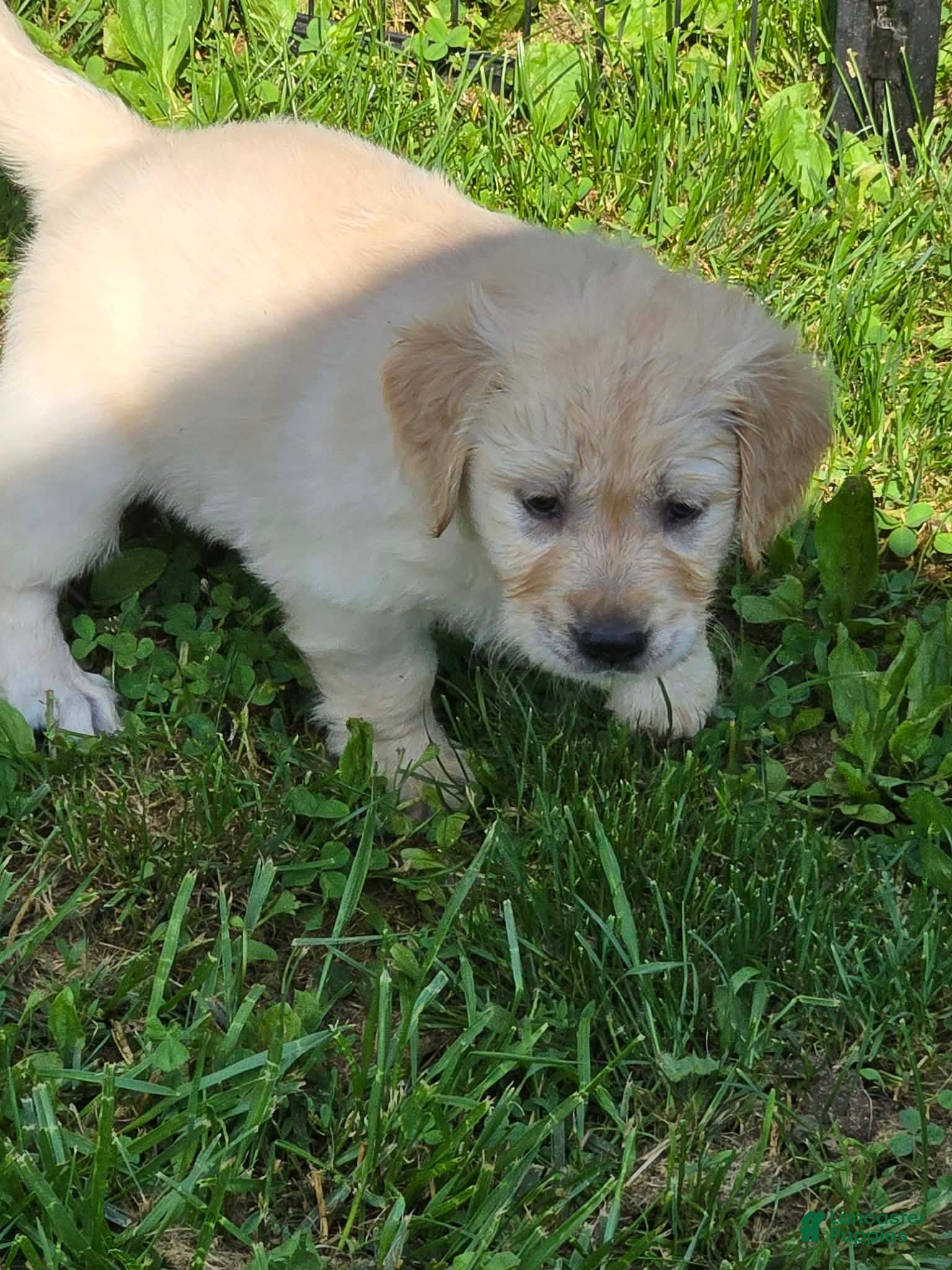 Golden Retriever dogs for sale: Golden Retriever Pink Collar - Ad 3