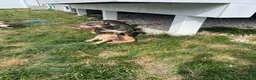 American Bully dogs for sale: American Bully 1 - Ad 15